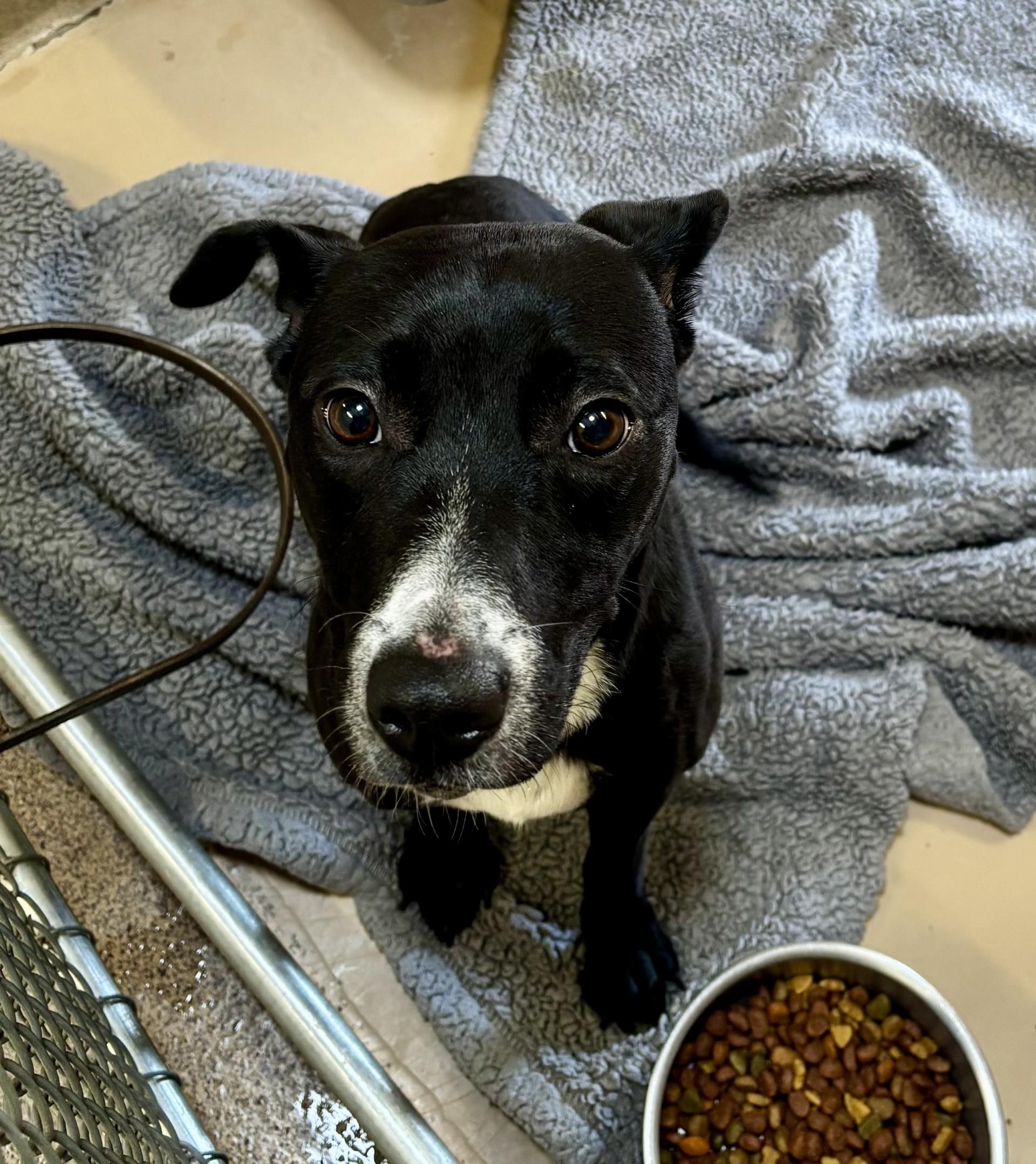 Enlarge Baby, an adopted mixed breed in Sierra Vista, AZ image 1/1