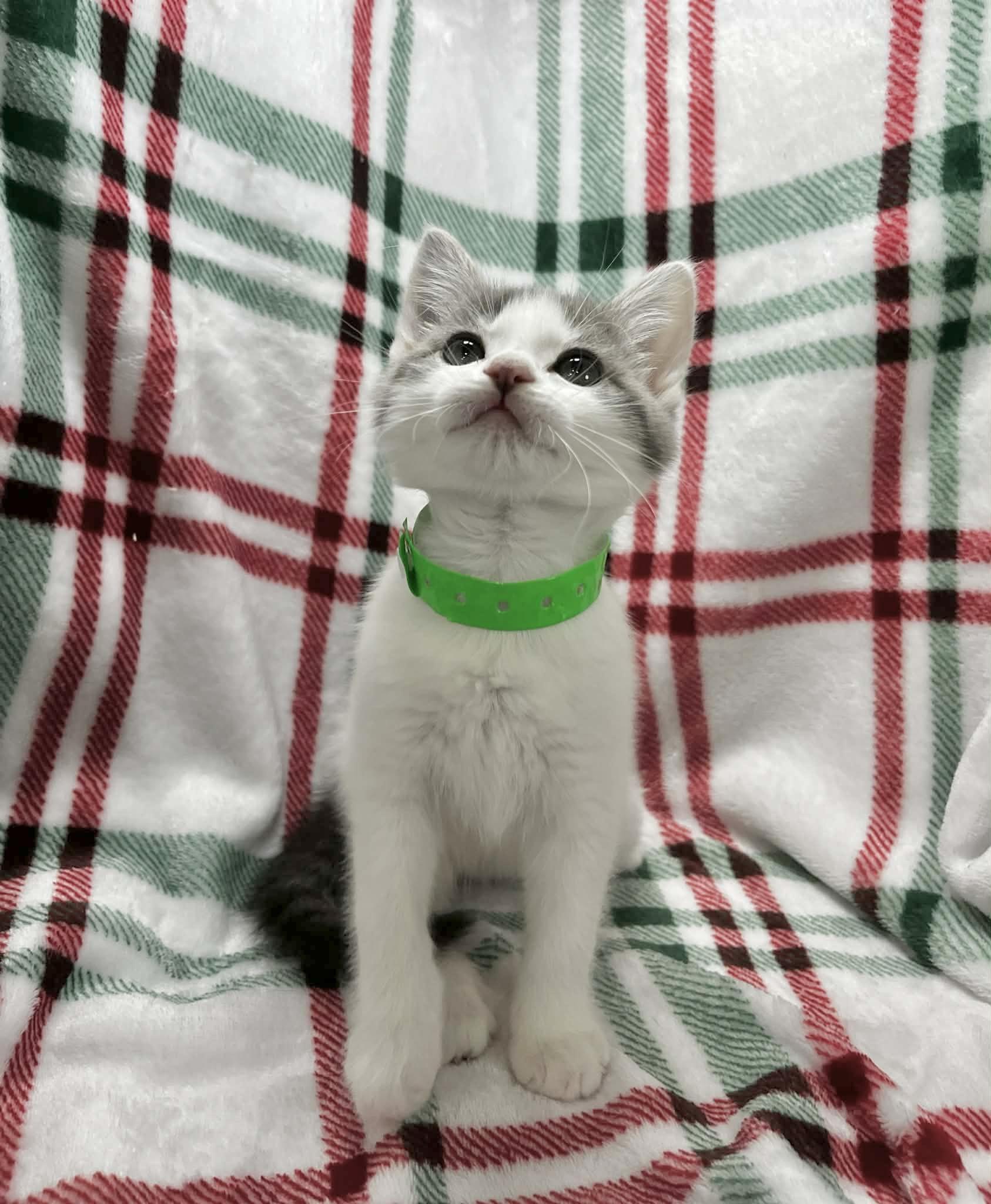 Pride, an adopted mixed breed in Tavares, FL image 2/3