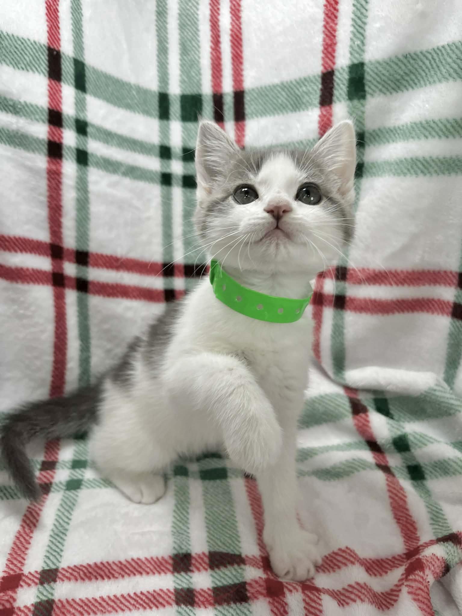 Pride, an adopted mixed breed in Tavares, FL image 3/3