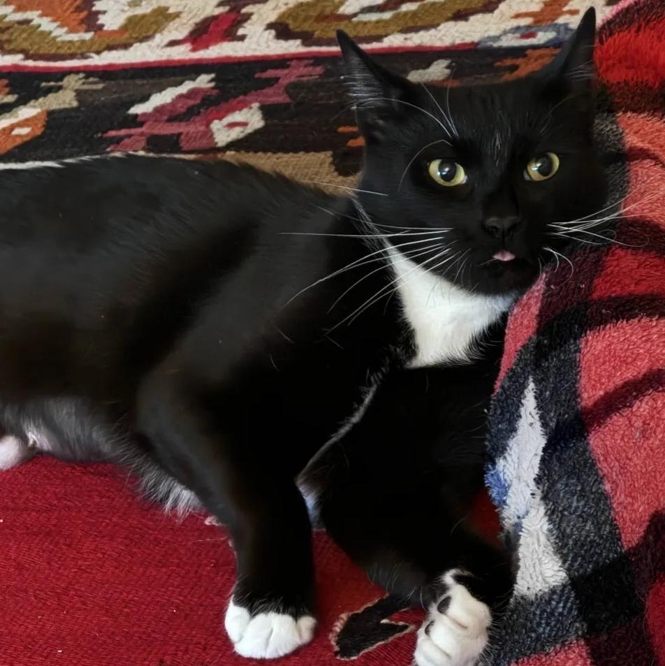 Peppercorn, Adoptable, Adult Female American Shorthair.