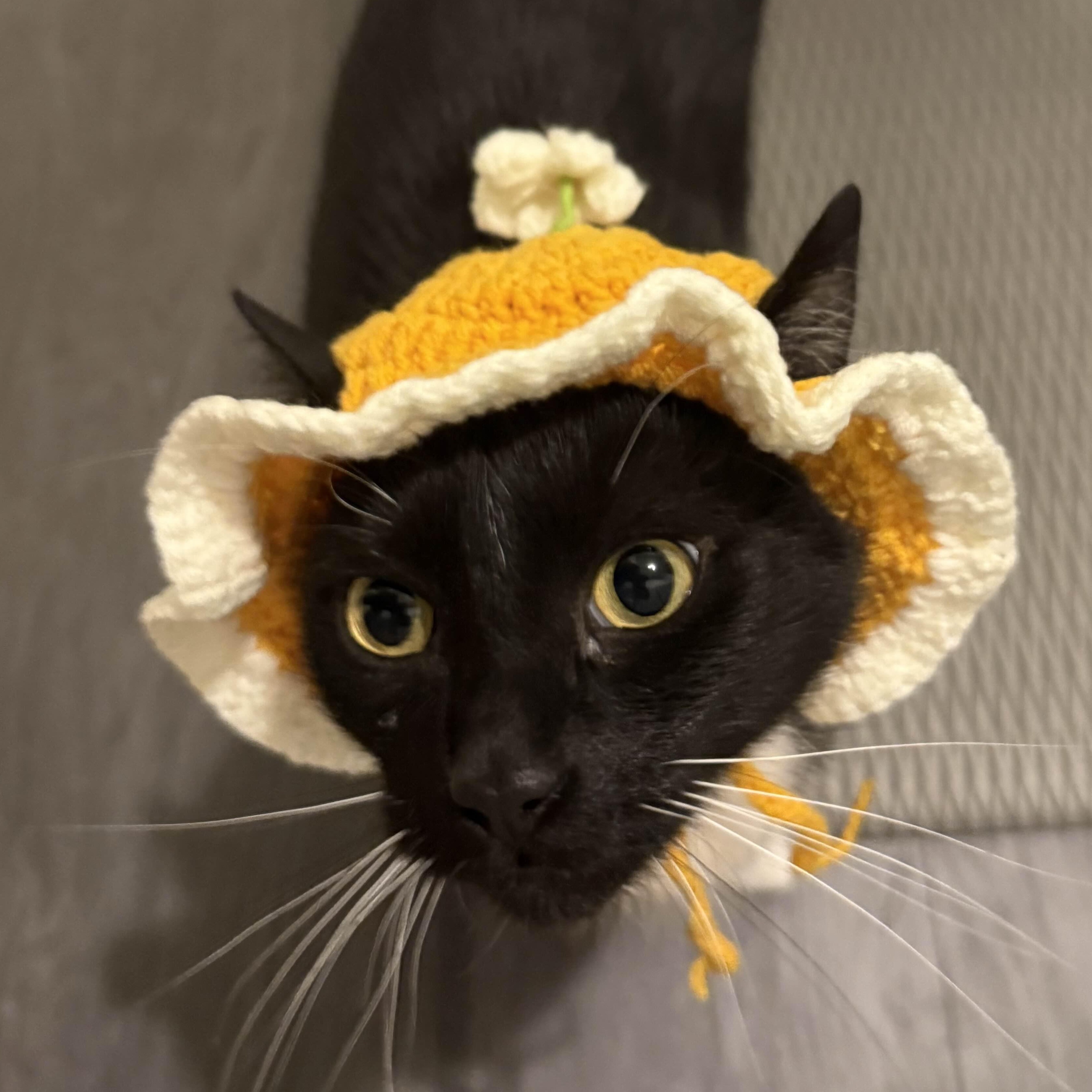 Peppercorn, a Adoptable American Shorthair in Weehawken, NJ image 2/5