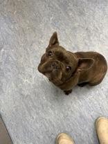 Tott, adopted, Adult Male French Bulldog.