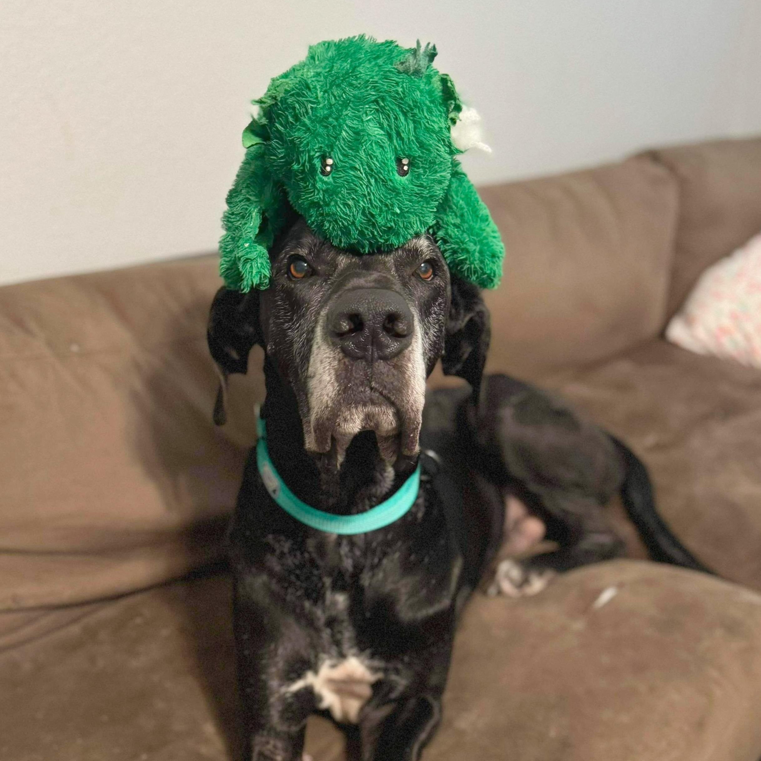 Ash, an adopted Great Dane in Princeton, MN image 5/5