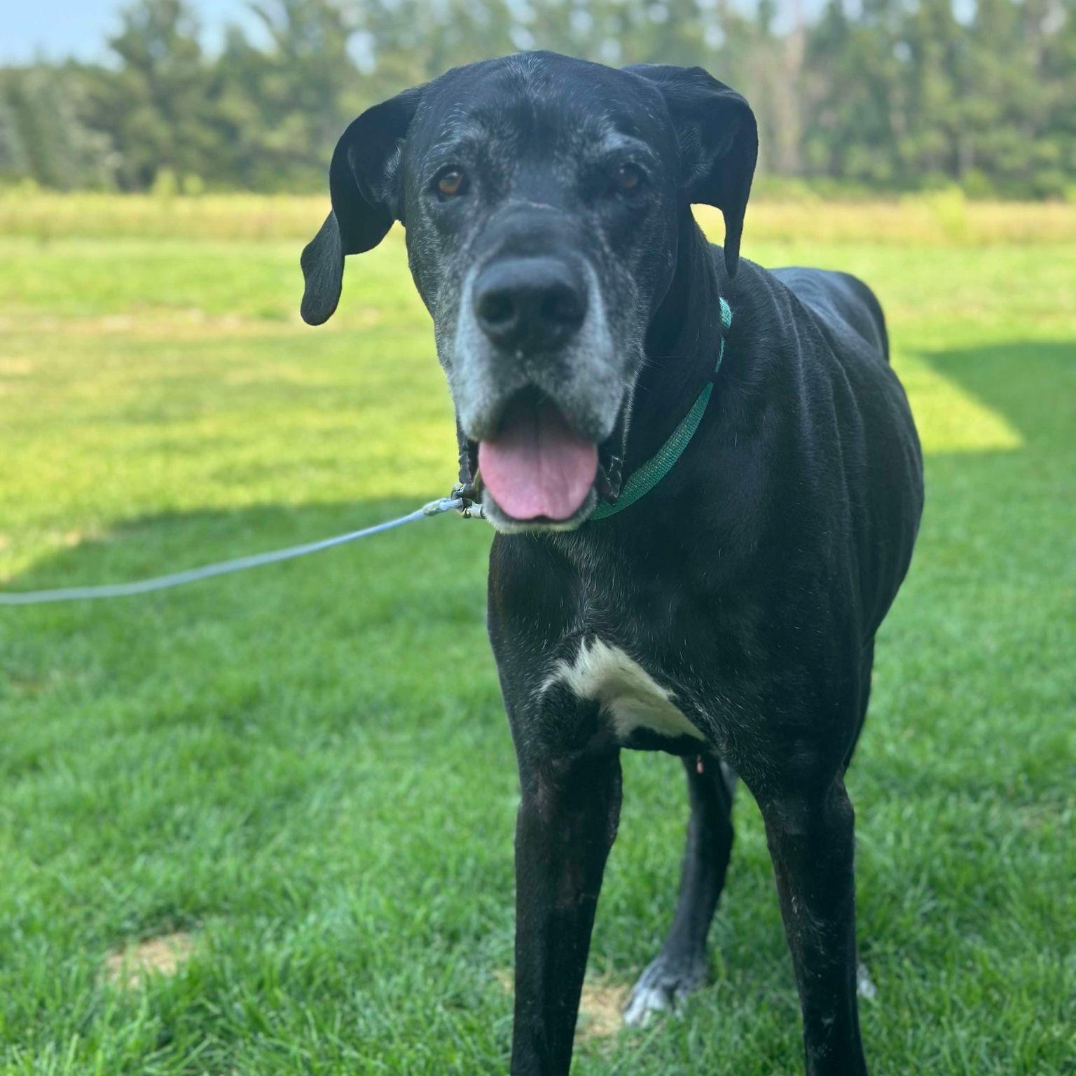 Ash, an adopted Great Dane in Princeton, MN image 2/5