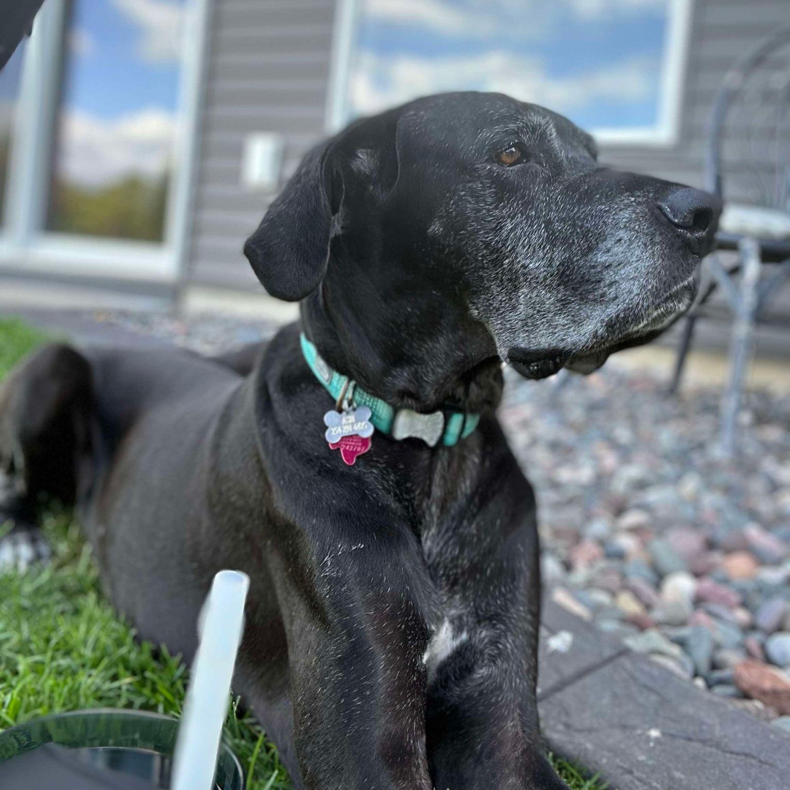 Ash, an adopted Great Dane in Princeton, MN image 3/5
