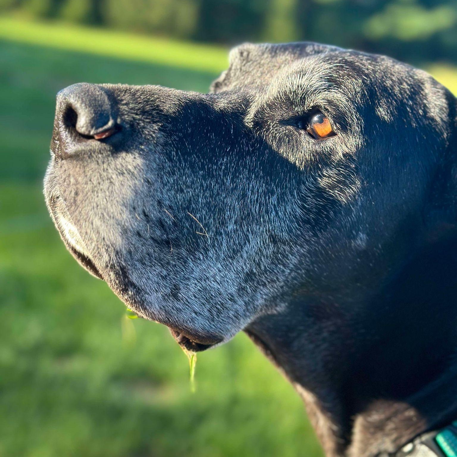 Ash, an adopted Great Dane in Princeton, MN image 4/5