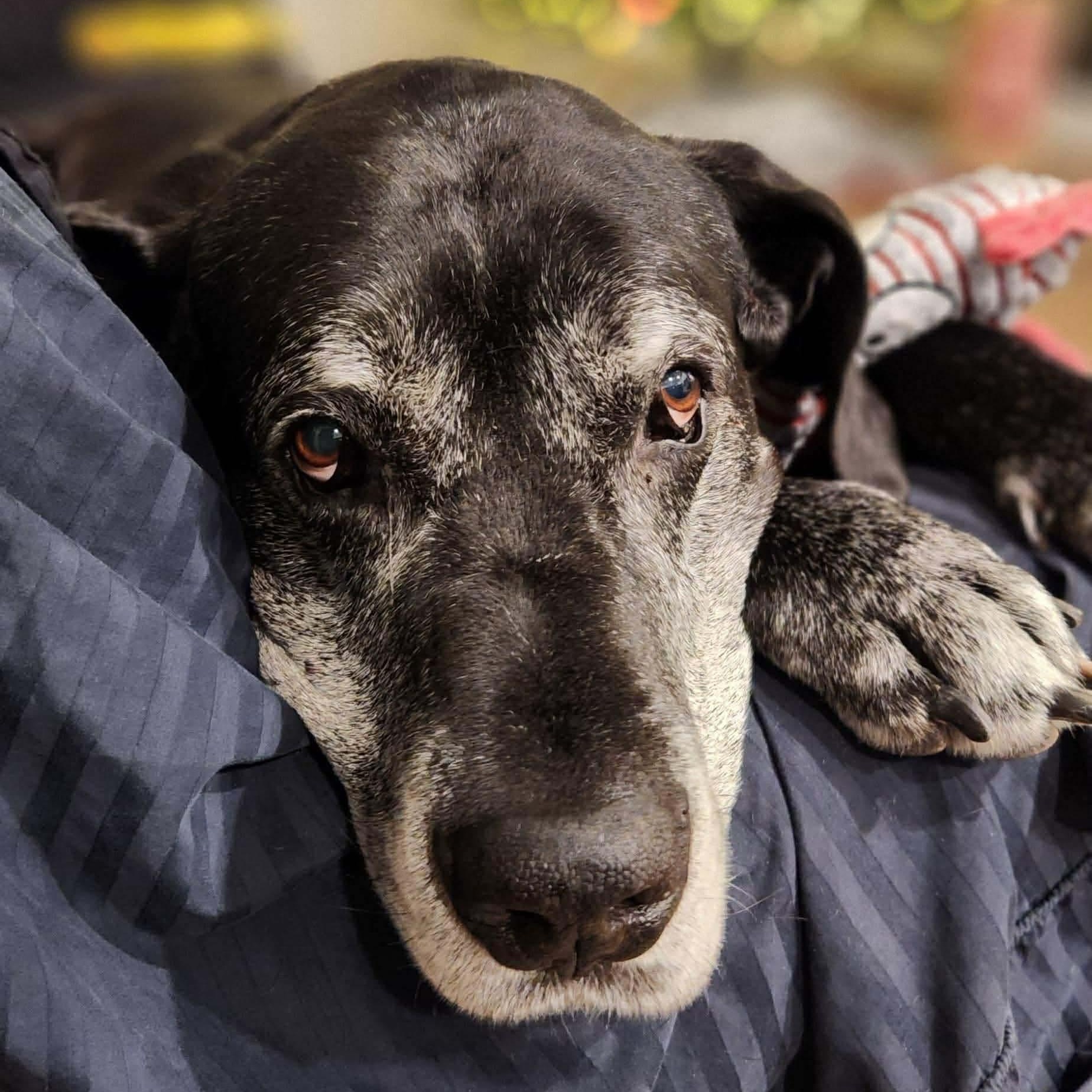 Ash, adopted, Senior Male Great Dane.