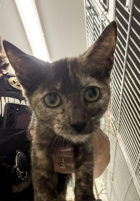 Scary Spice, adopted, Kitten Female Domestic Short Hair.