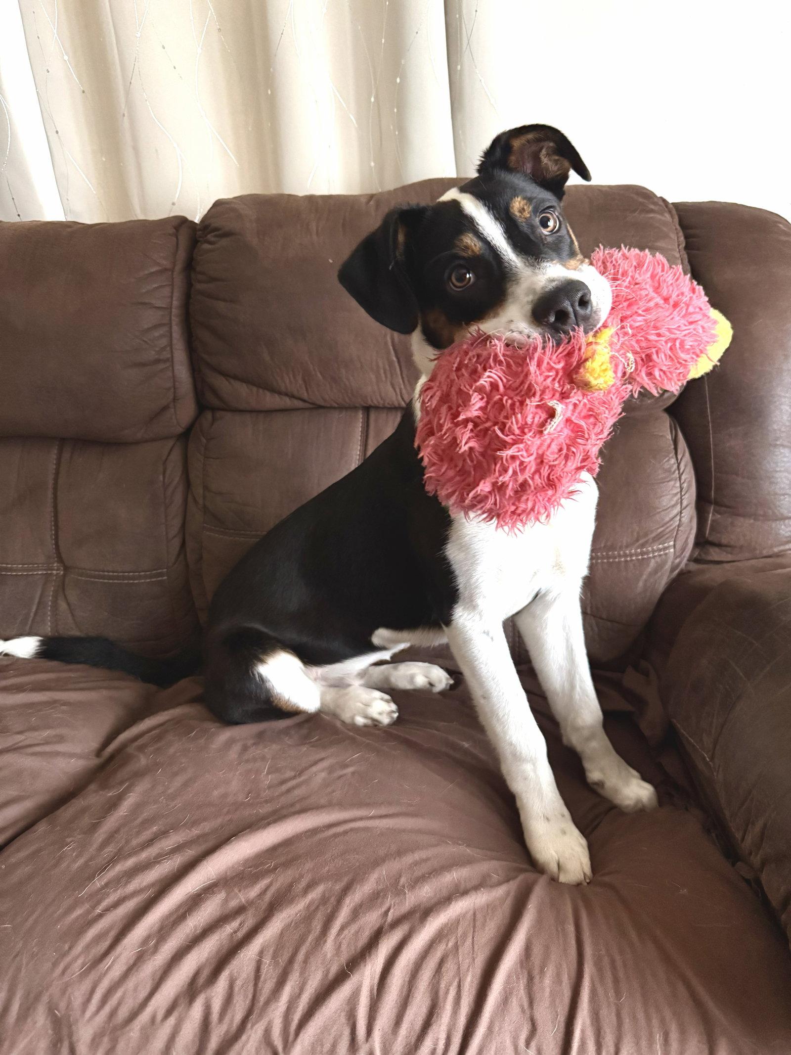 Enlarge **JAKE**, a Adopted Australian Shepherd in North Prairie, WI image 1/3