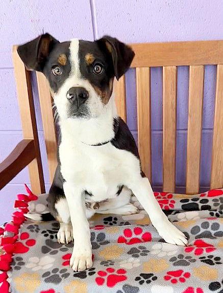 **JAKE**, Adoptable, Puppy Male Australian Shepherd.