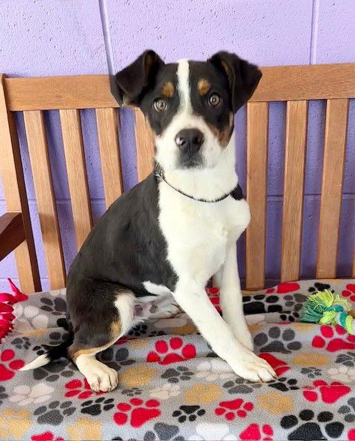 Enlarge **JAKE**, a Adoptable Australian Shepherd in North Prairie, WI image 3/3