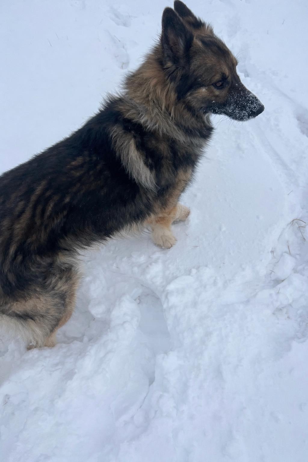 Enlarge Apollo, a Adoptable German Shepherd Dog in Pryor, OK image 1/2