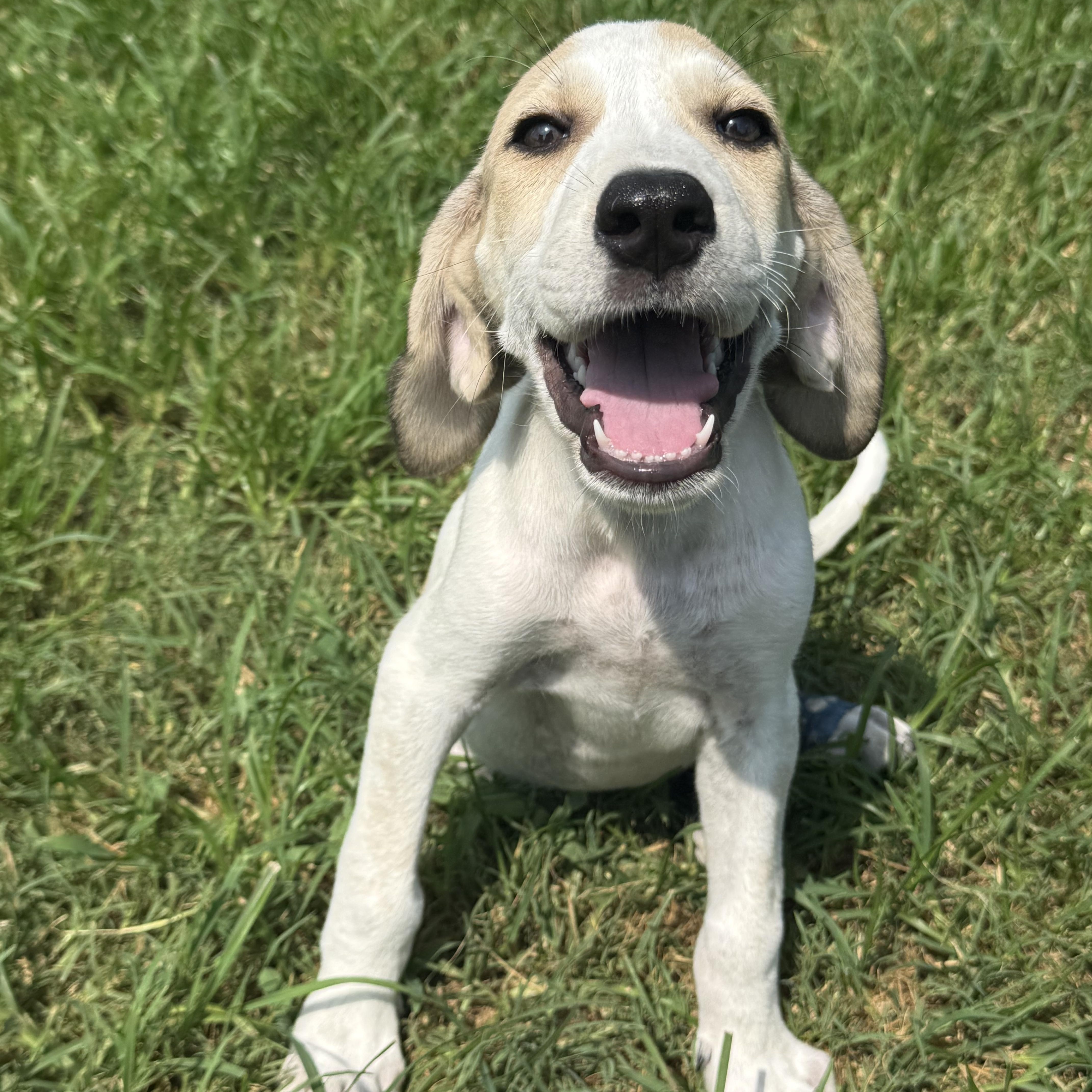 LANCE, a ADOPTABLE mixed breed in Dumont, NJ image 4/5