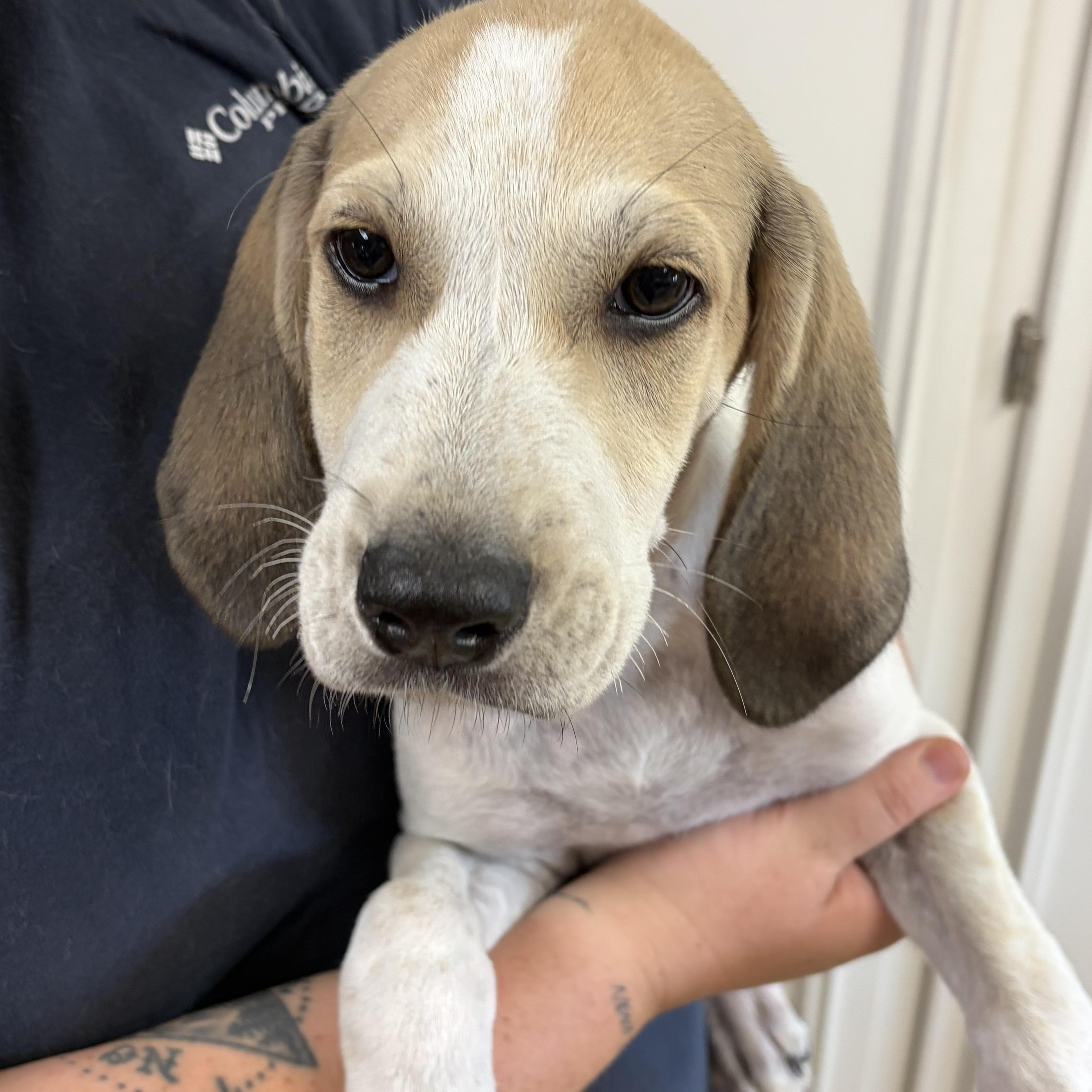 LANCE, a ADOPTABLE mixed breed in Dumont, NJ image 1/5