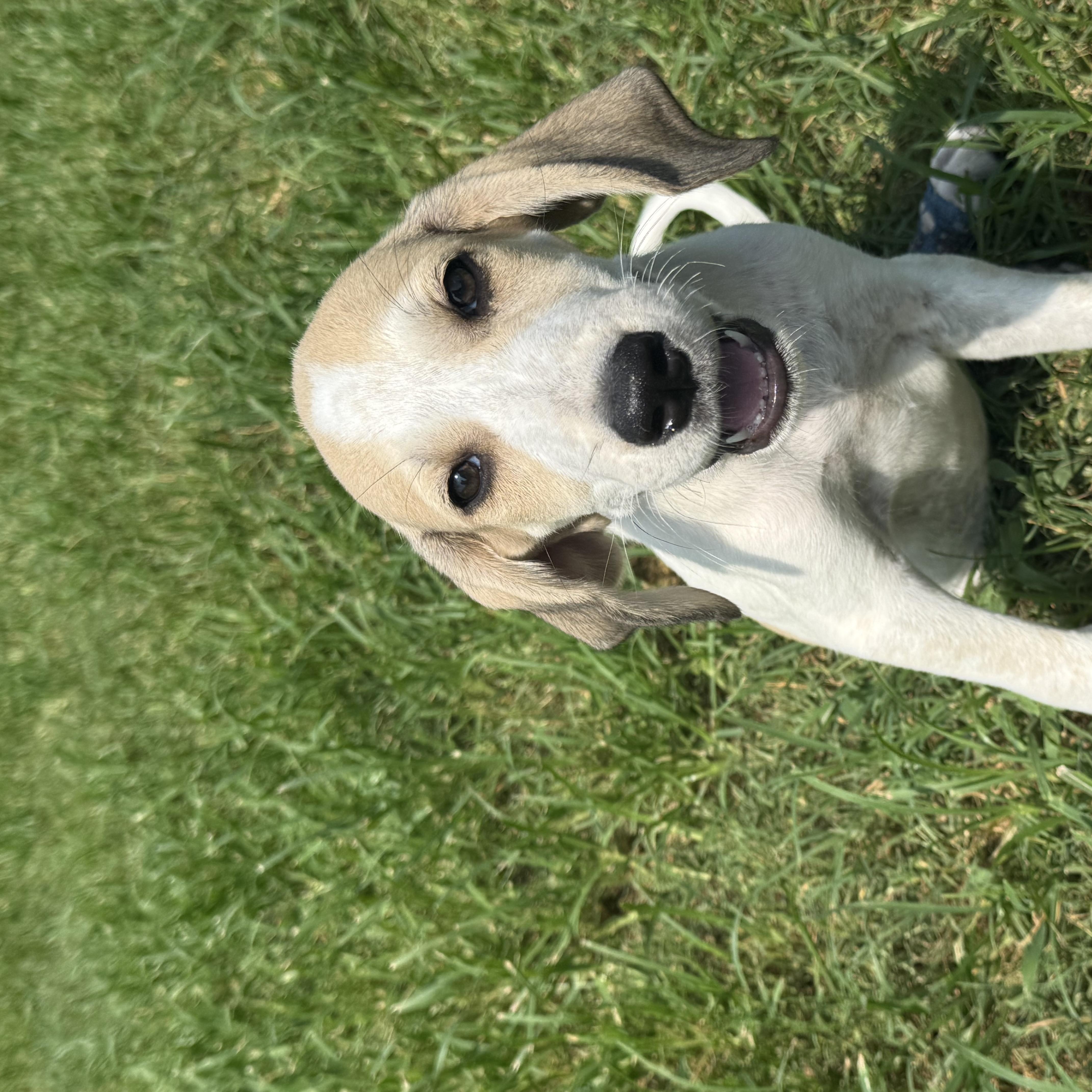 LANCE, a ADOPTABLE mixed breed in Dumont, NJ image 5/5