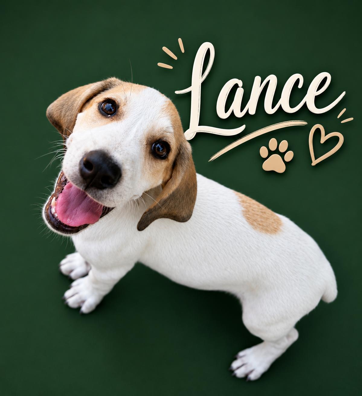 LANCE, a ADOPTABLE mixed breed in Dumont, NJ image 3/5