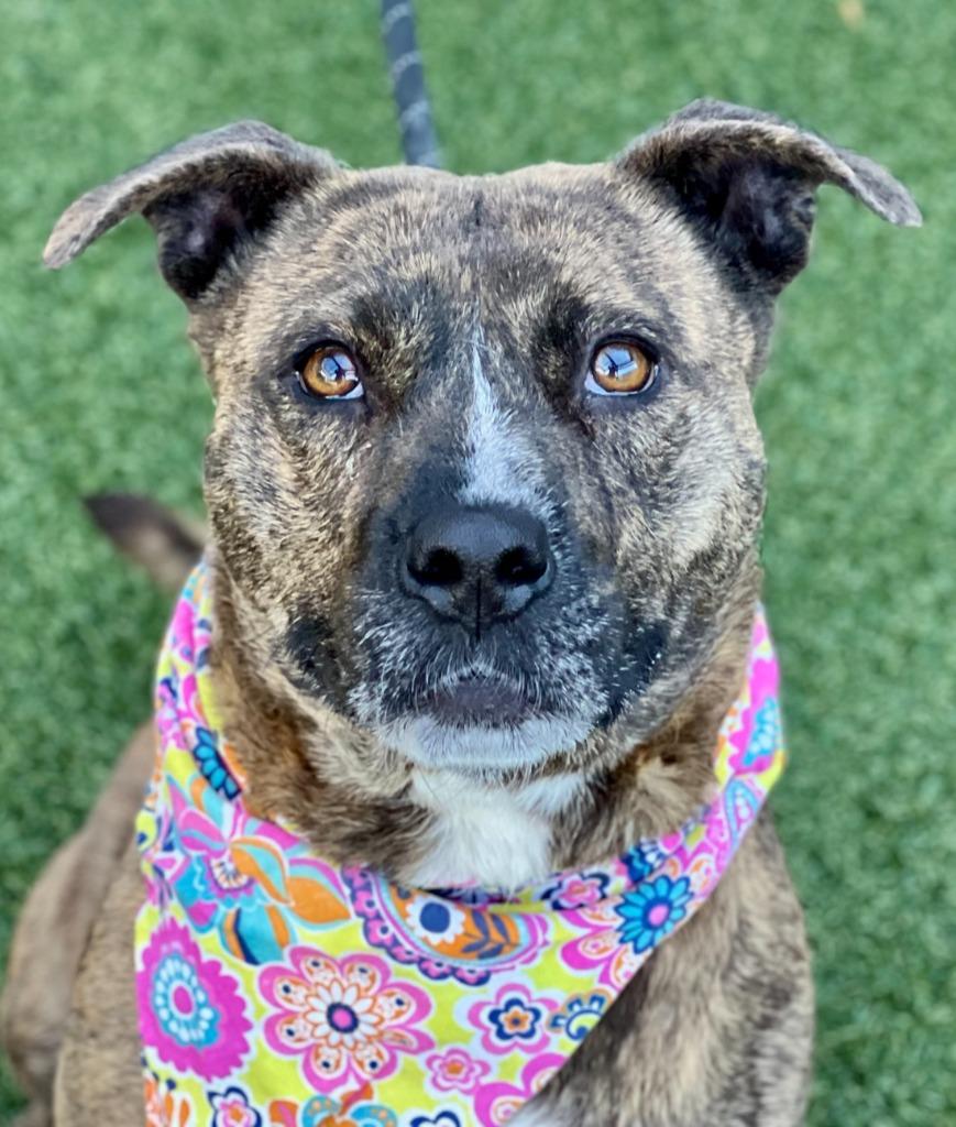 Stella, Adoptable, Young Female American Staffordshire Terrier & Pit Bull Terrier.