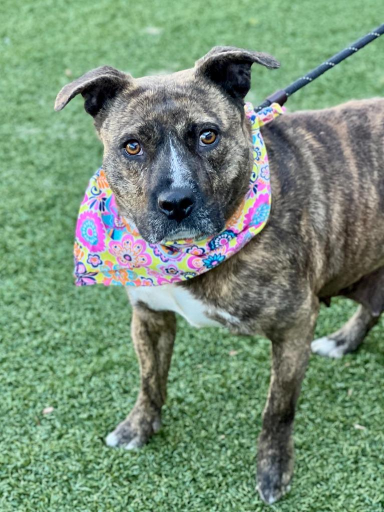 Enlarge Stella, a Adoptable mixed breed in Hartsville, SC image 2/5