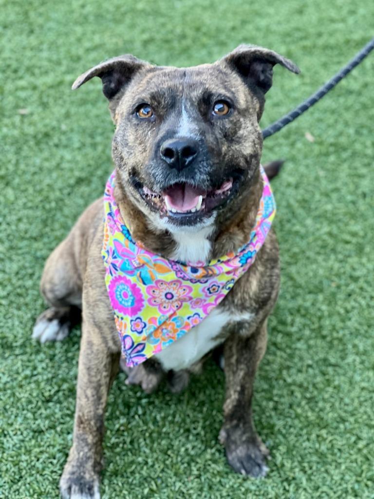 Enlarge Stella, a Adoptable mixed breed in Hartsville, SC image 3/5