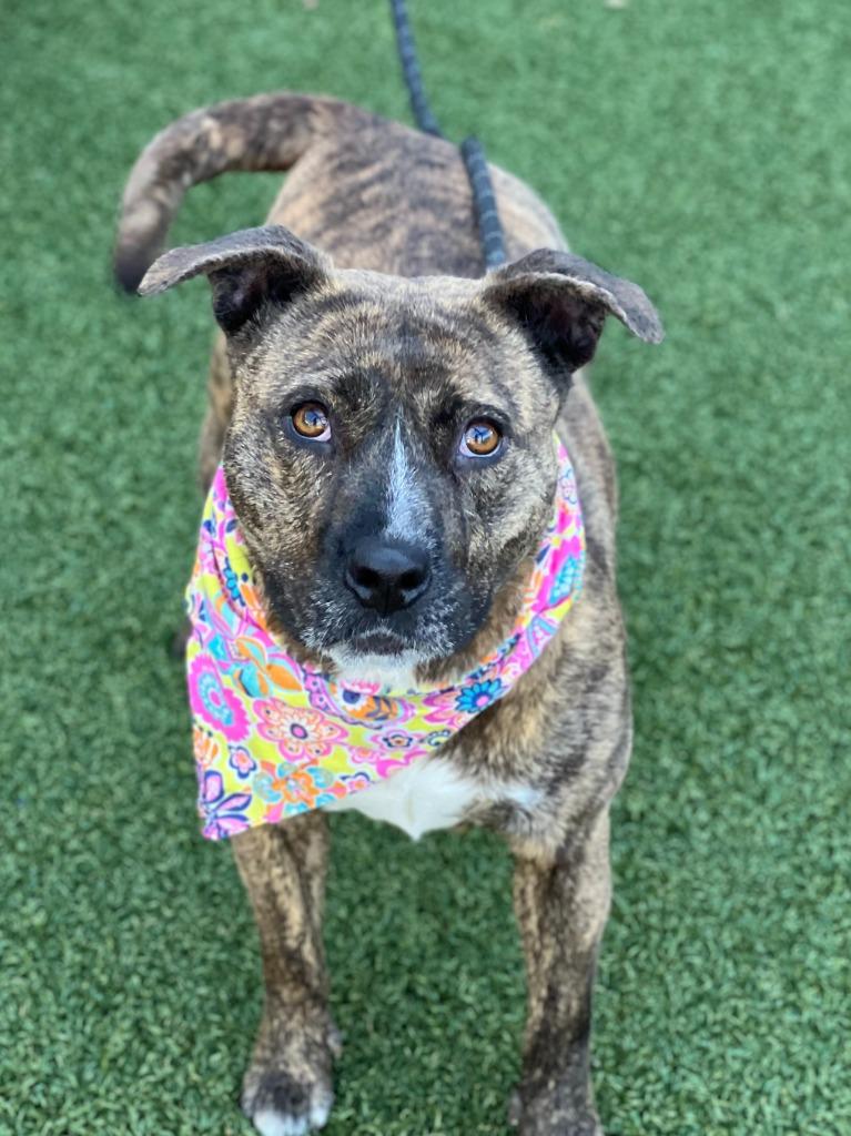 Enlarge Stella, a Adoptable mixed breed in Hartsville, SC image 4/5