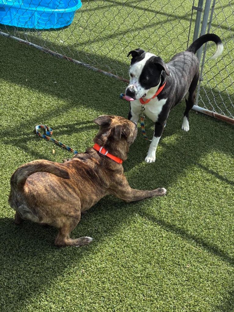 Enlarge Stella, a Adoptable mixed breed in Hartsville, SC image 5/5