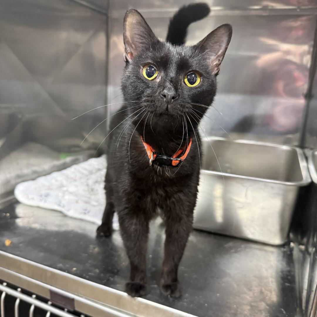 Enlarge Tilapia, an adoption pending Domestic Short Hair in Bridgeville, PA image 1/1