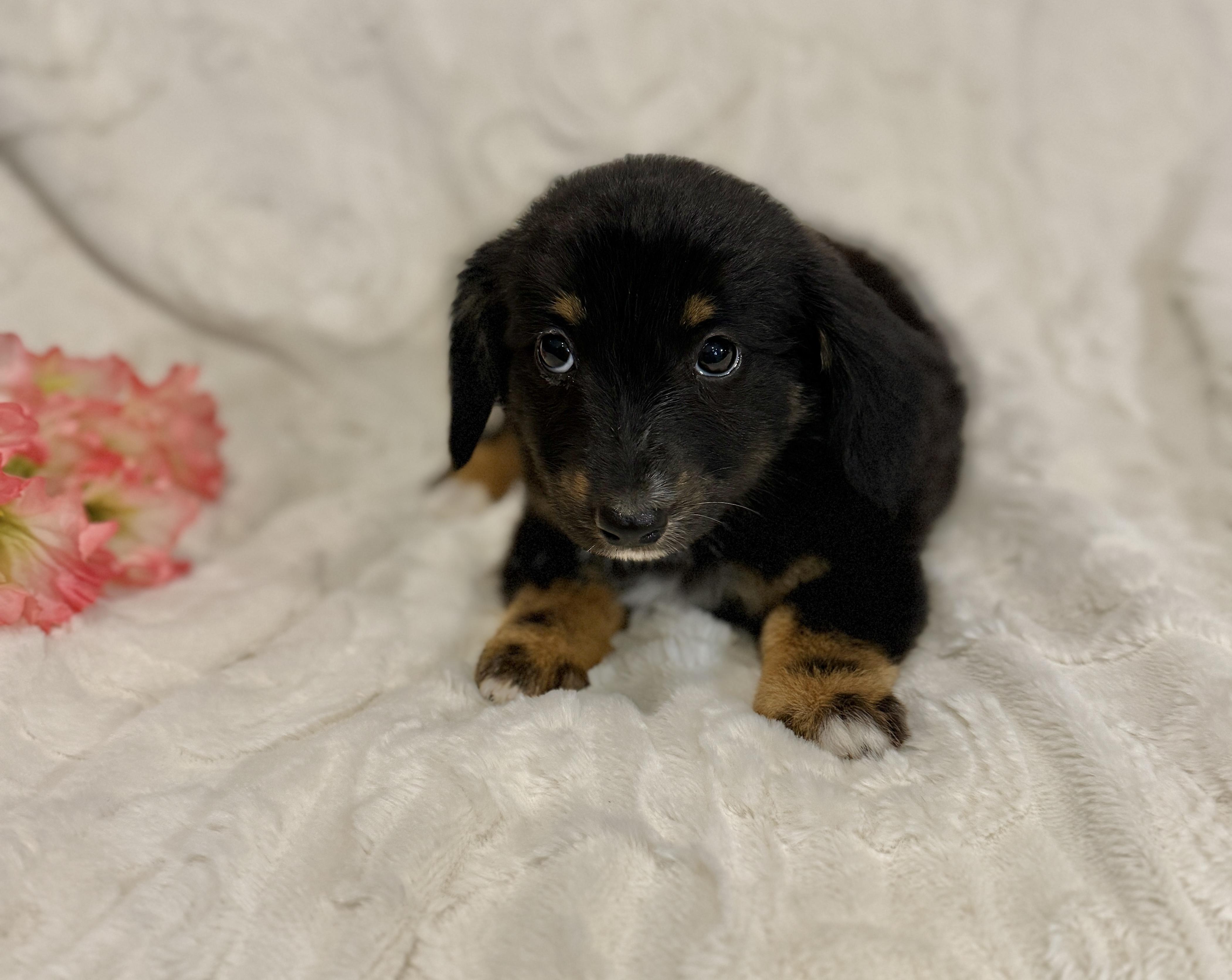 Enlarge Savanah, an adopted mixed breed in Hales corners, WI image 2/5