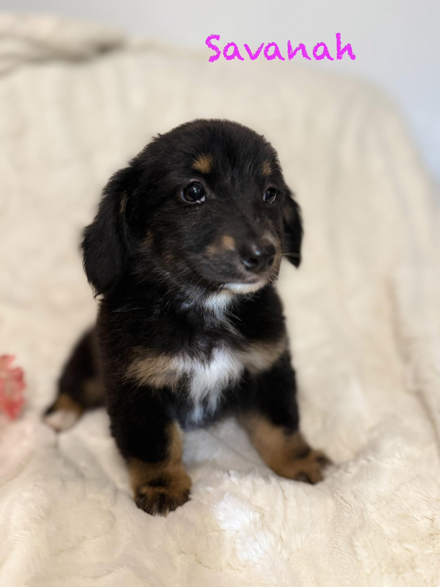 Enlarge Savanah, an adopted mixed breed in Hales corners, WI image 4/5