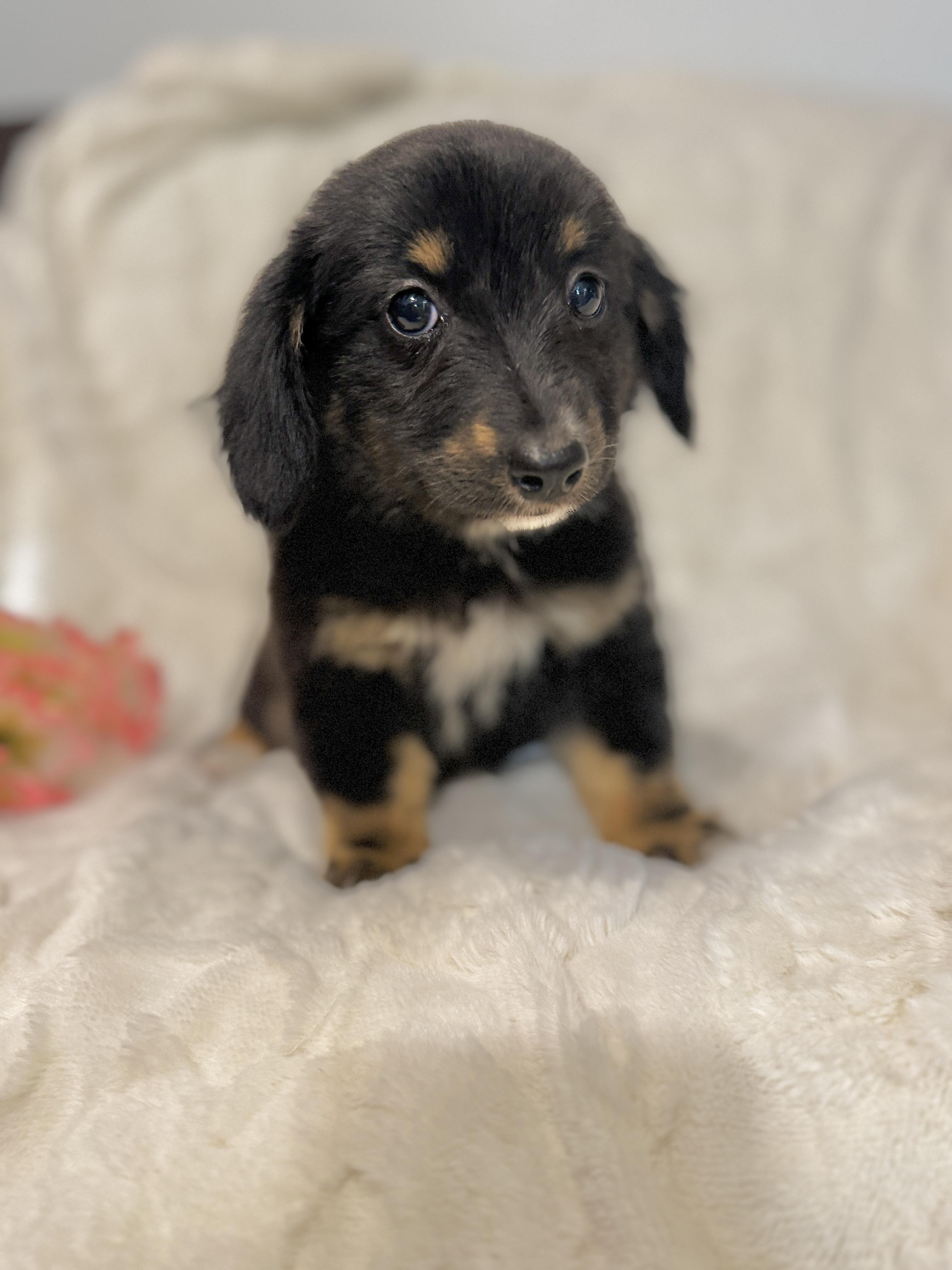 Enlarge Savanah, an adopted mixed breed in Hales corners, WI image 3/5