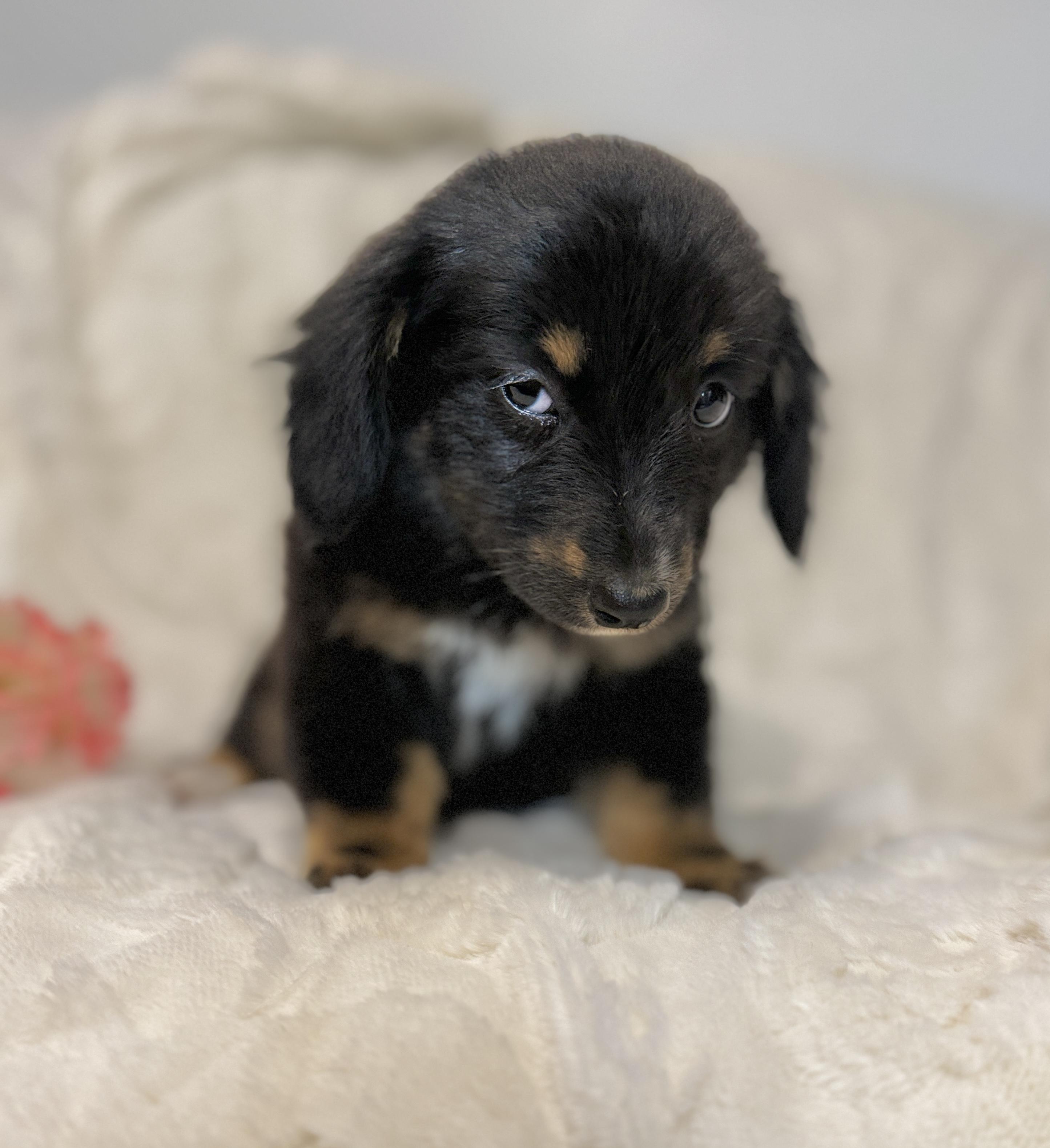 Enlarge Savanah, an adopted mixed breed in Hales corners, WI image 5/5