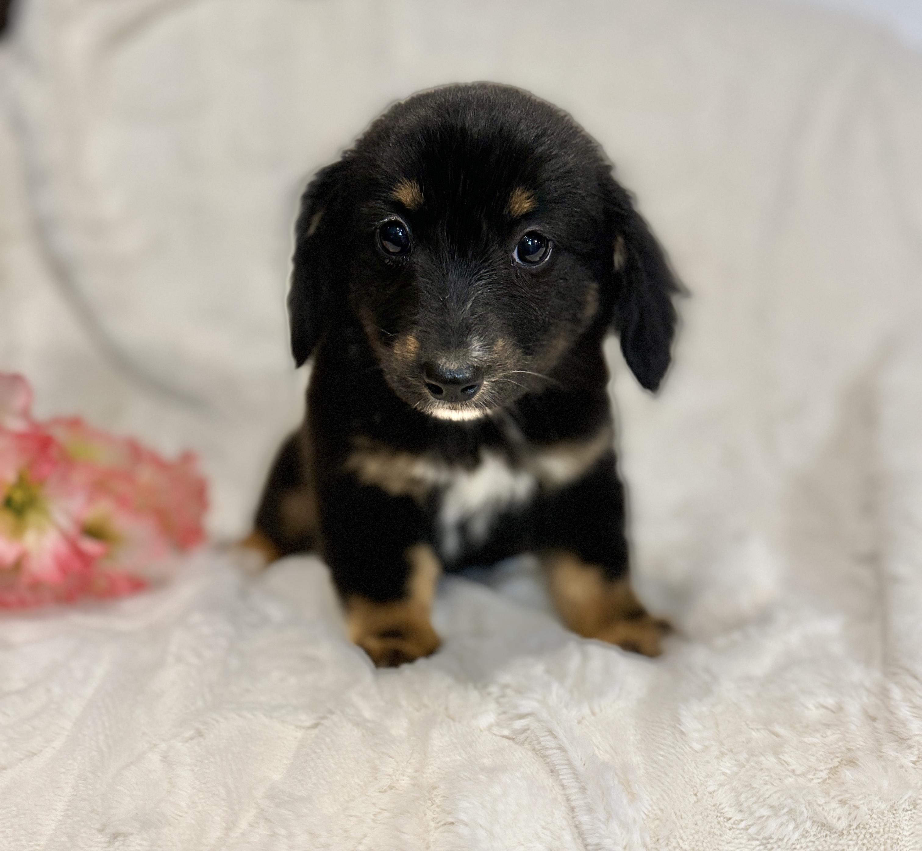 Enlarge Savanah, an adopted mixed breed in Hales corners, WI image 1/5