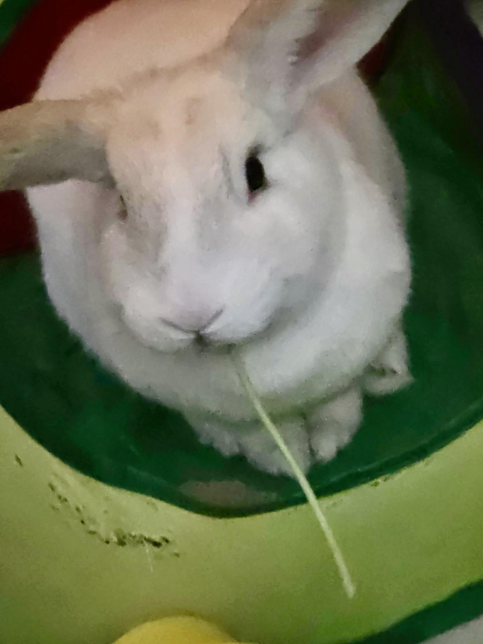 April, Adoptable, Adult Female Bunny Rabbit.