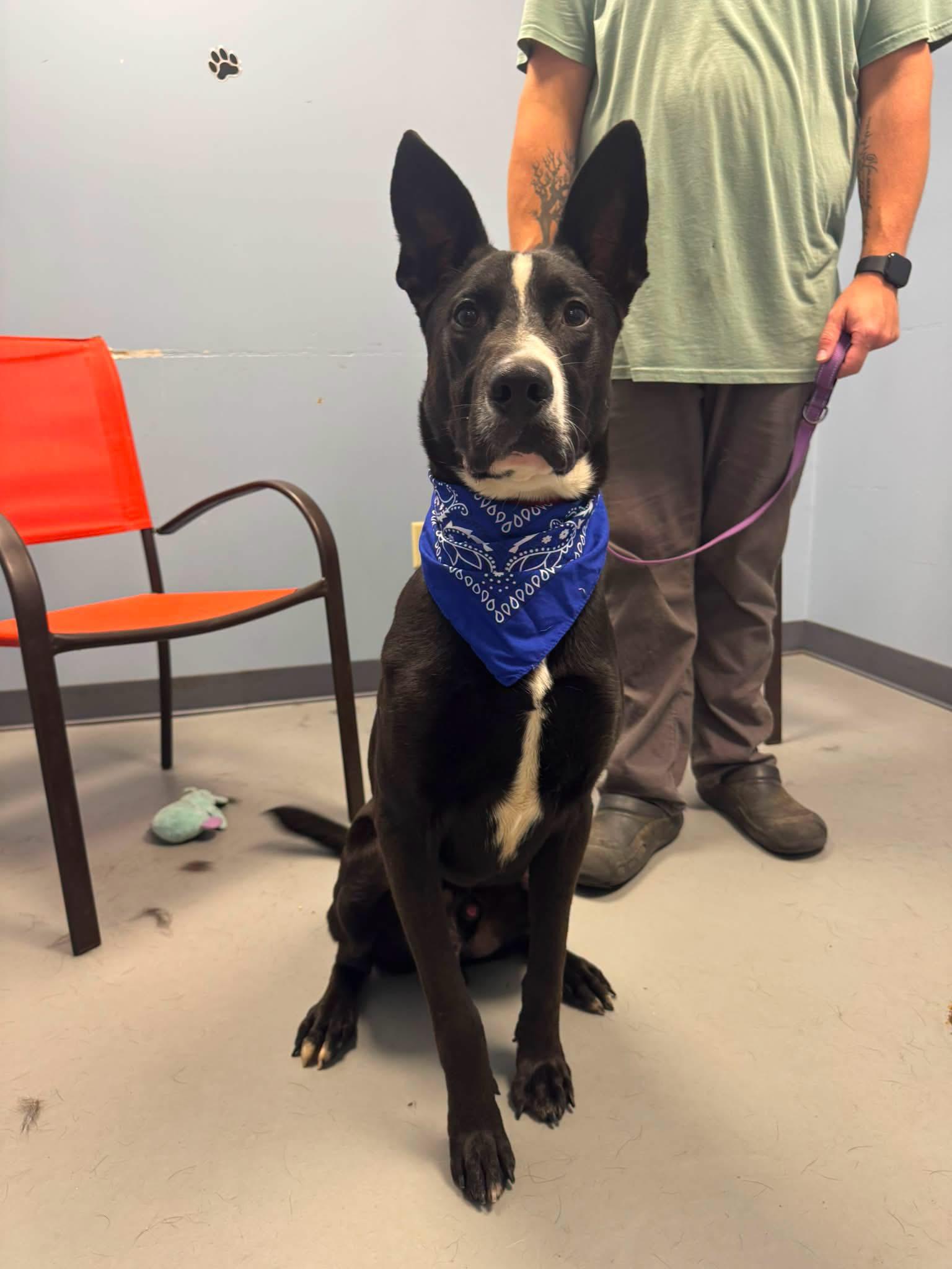 Buddy, ADOPTABLE, Young Male Shepherd & Terrier.
