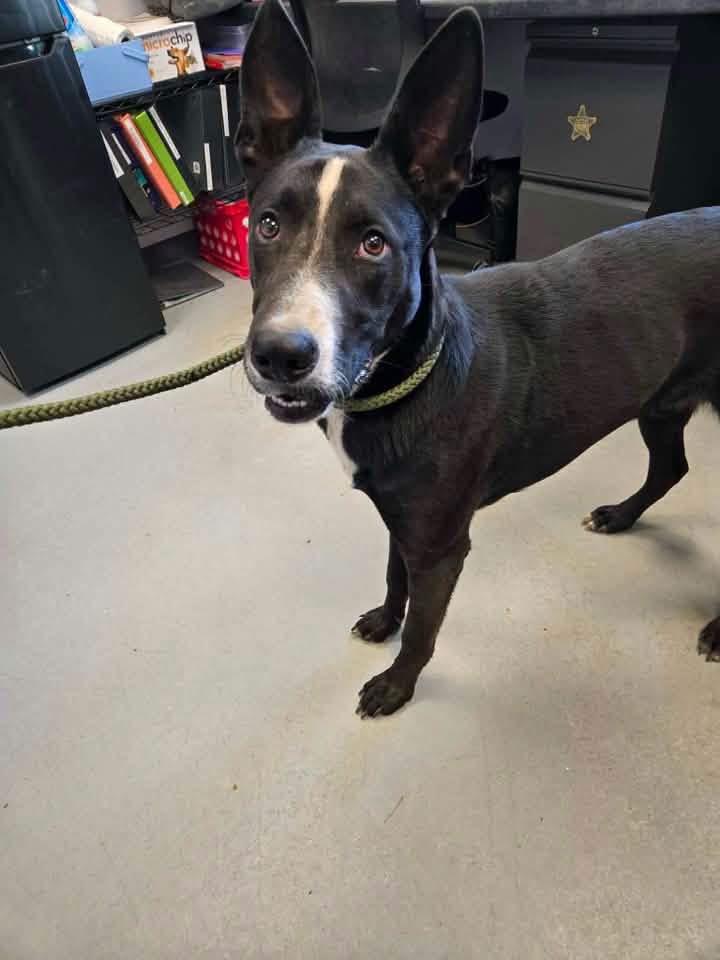 Buddy, a ADOPTABLE mixed breed in Zanesville, OH image 2/2