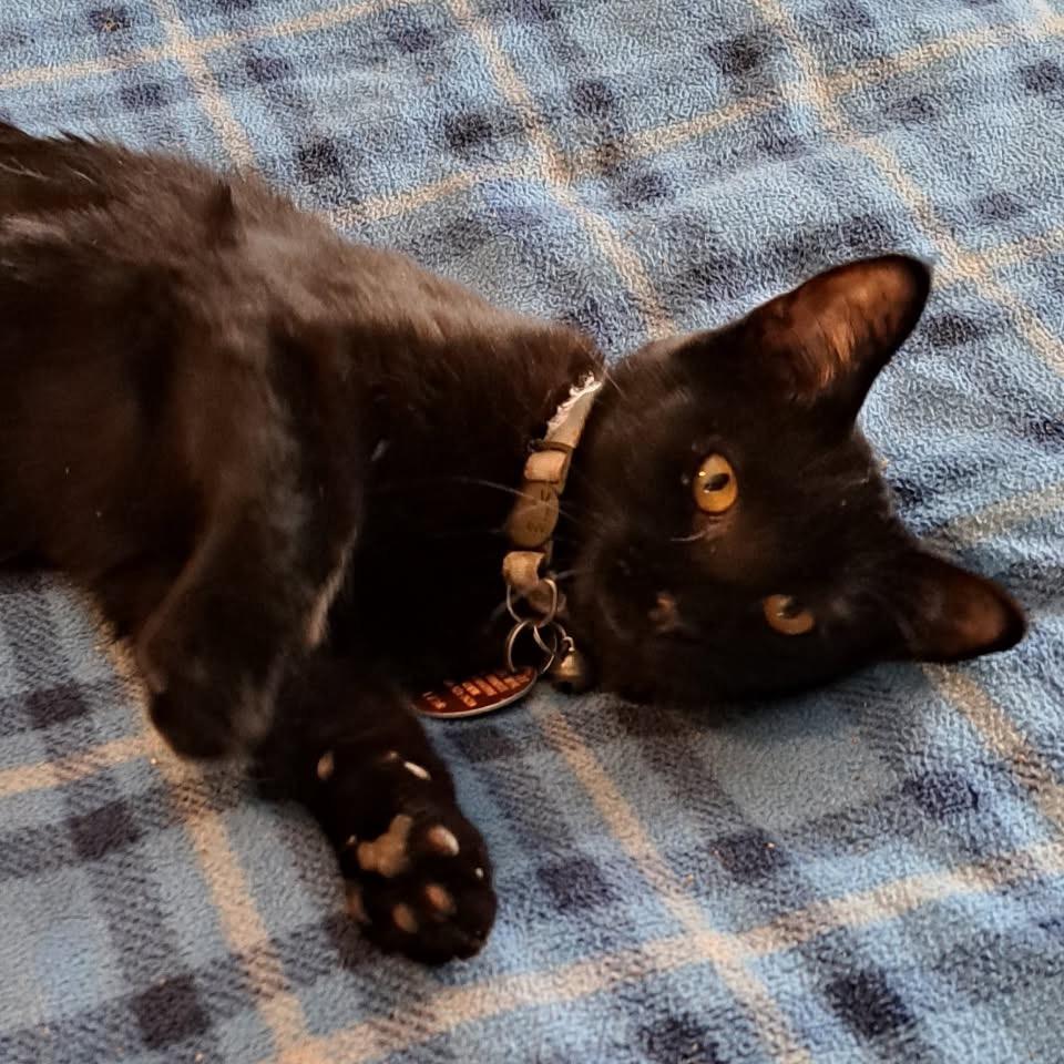 Zara, a Adoptable Domestic Short Hair in Green Forest, AR image 2/2