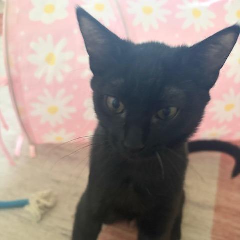 N - Poppy, a Adoptable Domestic Short Hair in Arizona City, AZ image 1/2