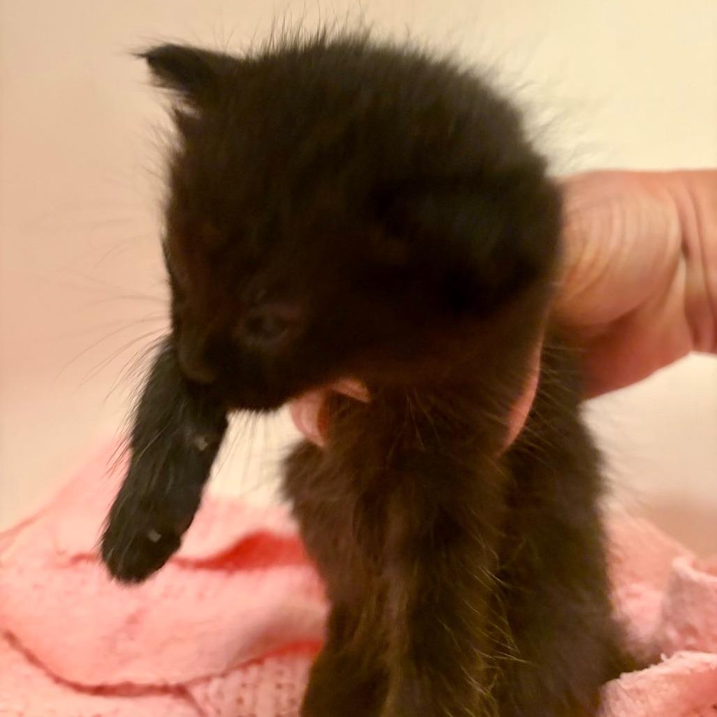 N - Poppy, a Adoptable Domestic Short Hair in Arizona City, AZ image 2/2