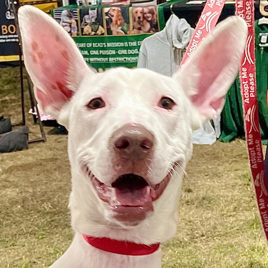 Enlarge Dahlia, a Adoptable mixed breed in Bloomfield, CT image 1/3