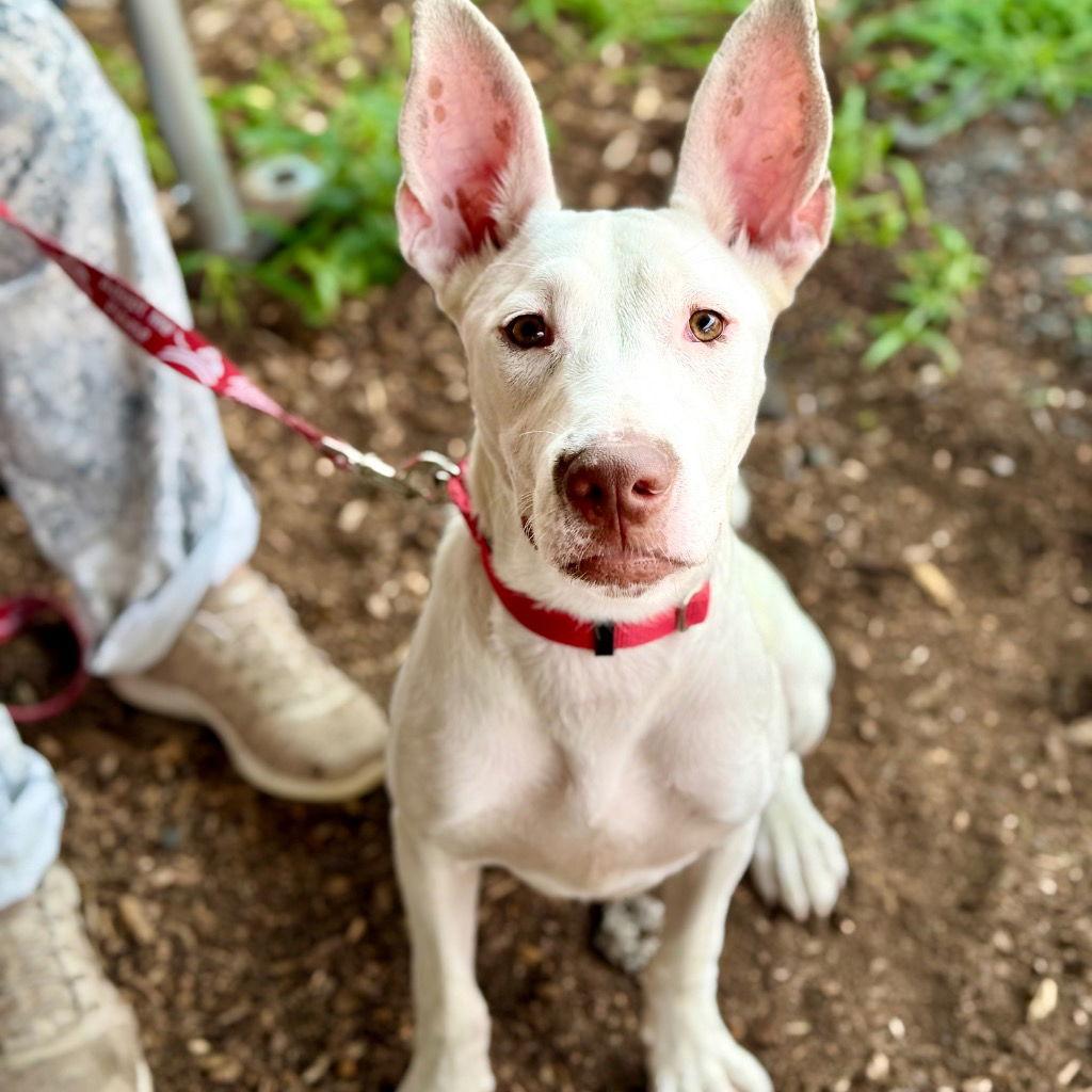 Enlarge Dahlia, a Adoptable mixed breed in Bloomfield, CT image 2/3