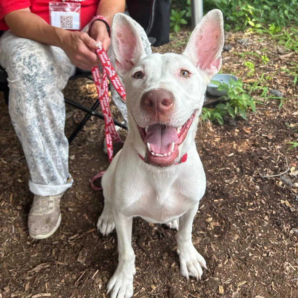 Enlarge Dahlia, a Adoptable mixed breed in Bloomfield, CT image 3/3