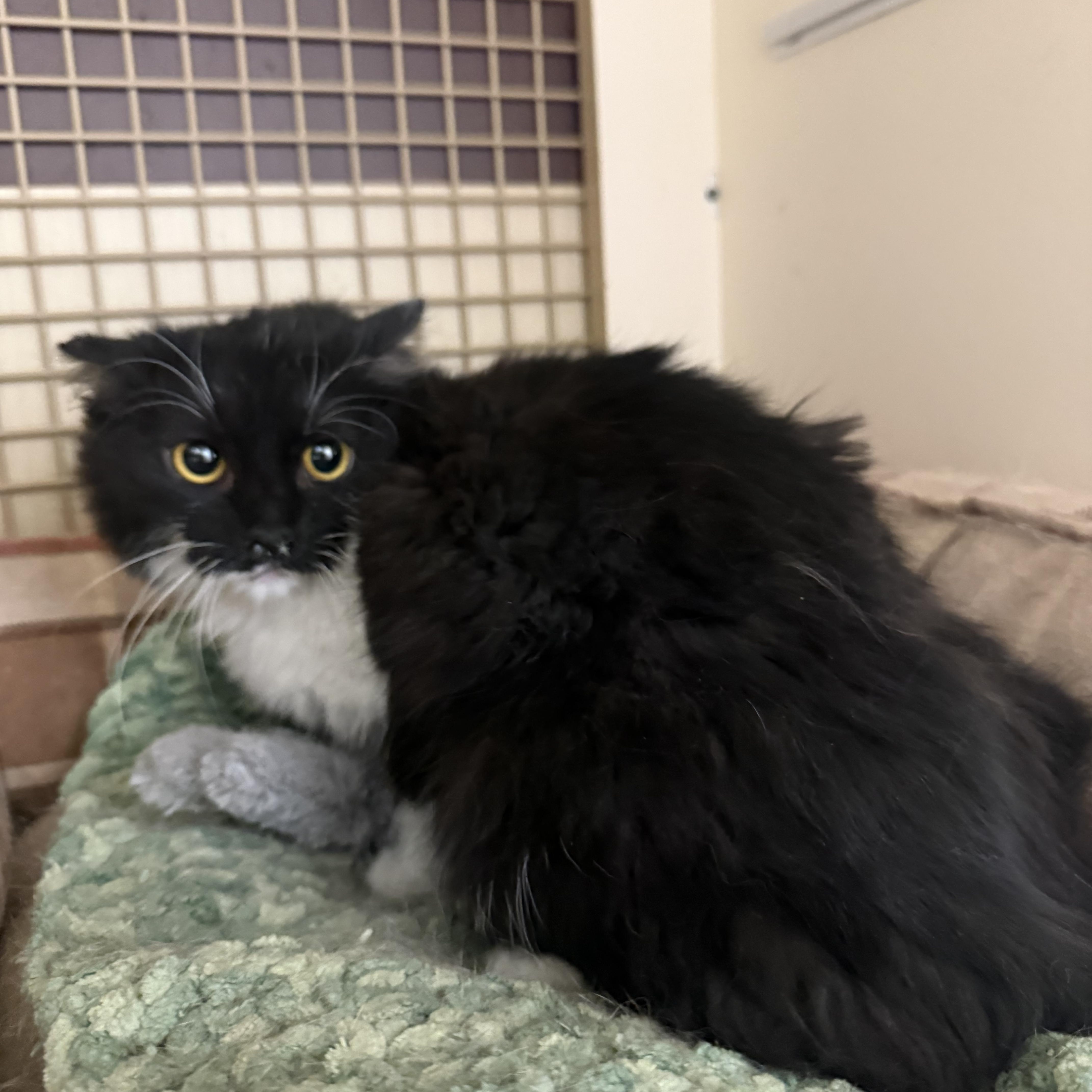 Enlarge Play Date! , a ADOPTABLE Tuxedo in Las Vegas, NV image 1/1