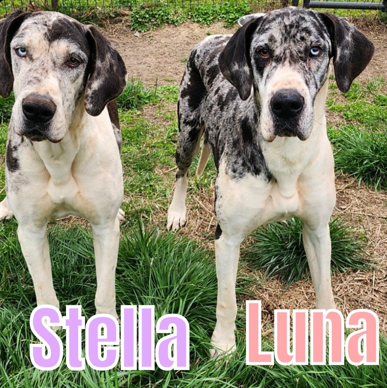 Enlarge Stella, an adopted Great Dane in Dallas, GA image 1/1