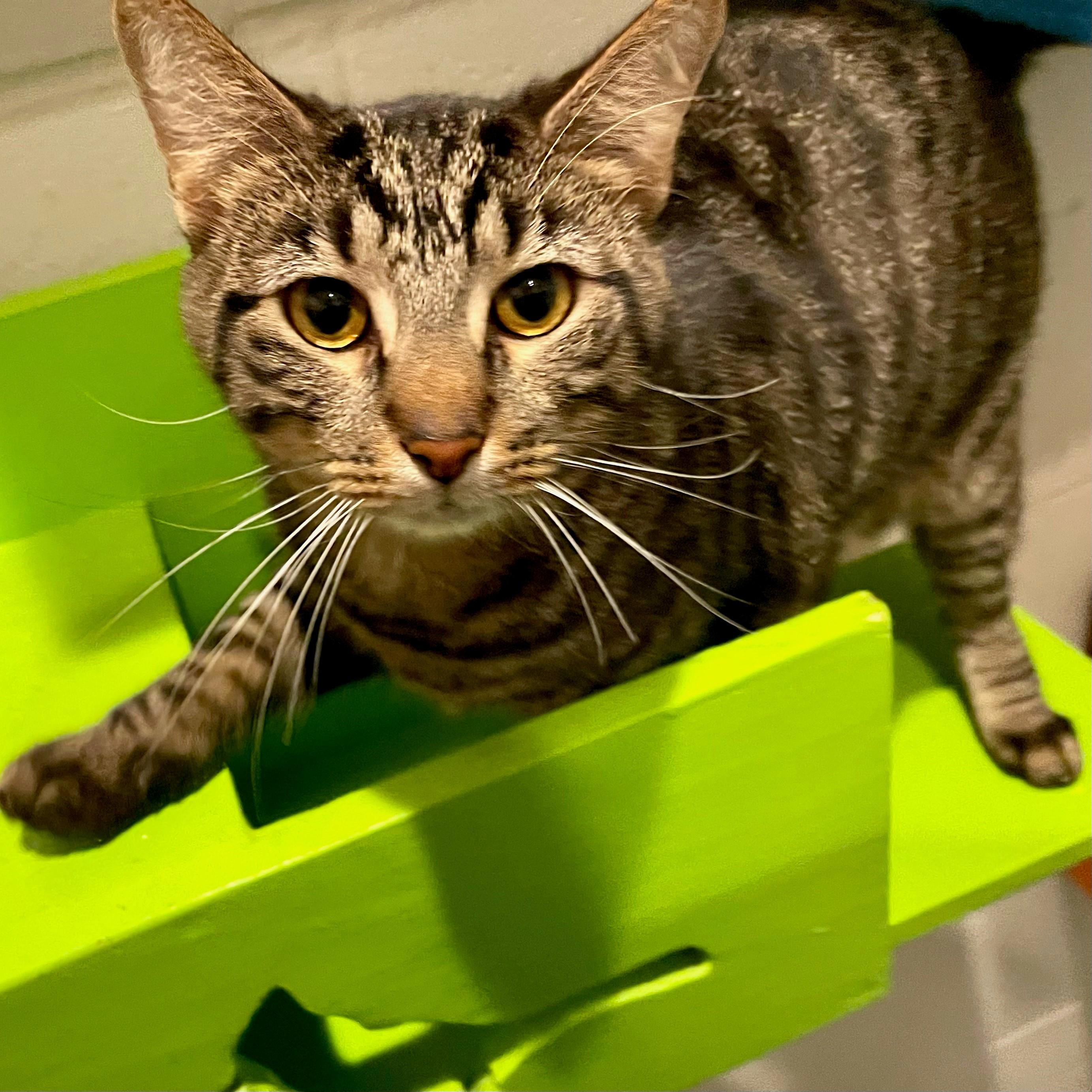 Johnny Storm, Adoptable, Adult Male Domestic Short Hair.