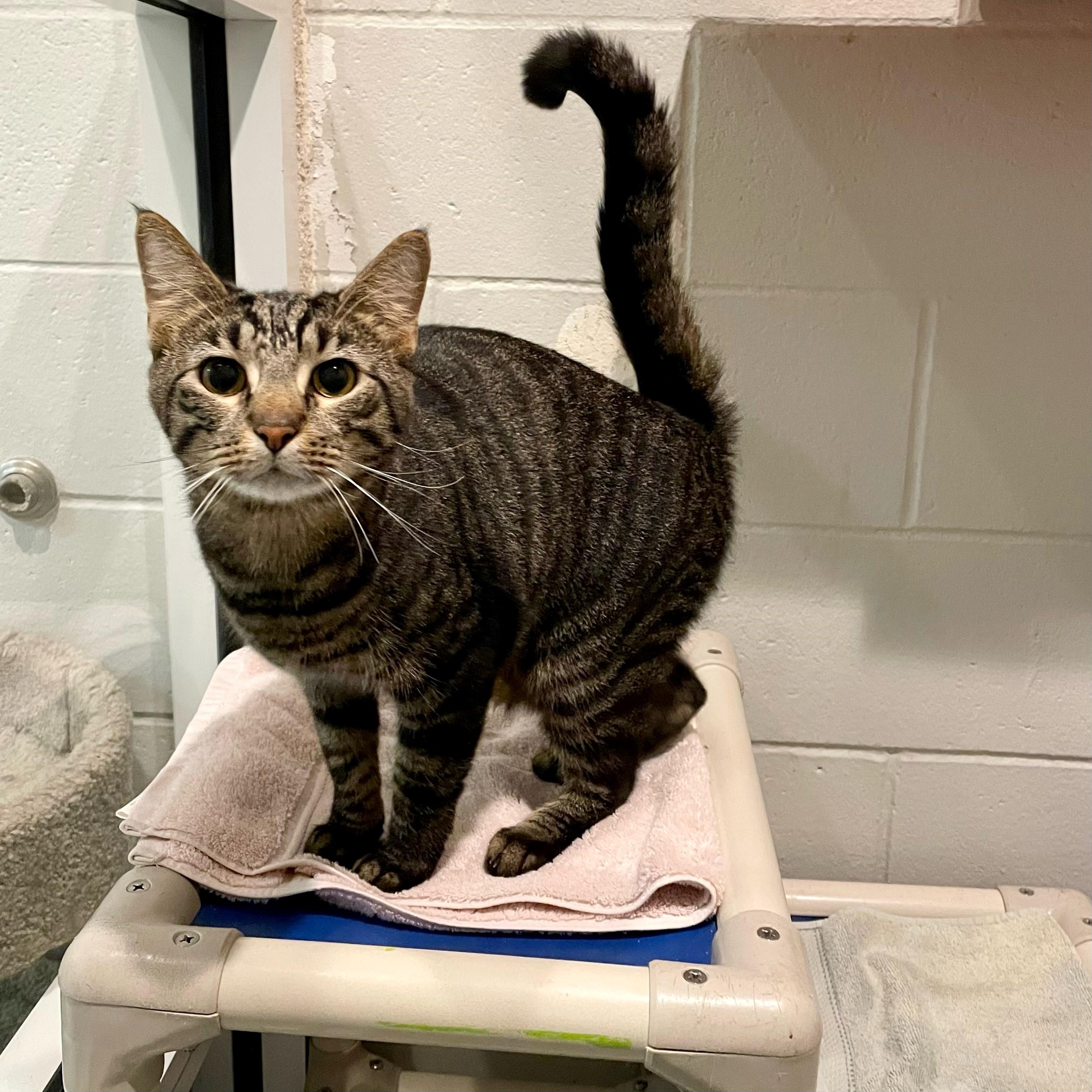 Enlarge Johnny Storm, a Adoptable Domestic Short Hair in Columbus, IN image 2/6