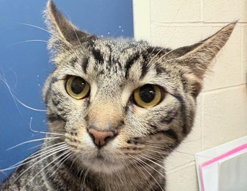 Enlarge Johnny Storm, a Adoptable Domestic Short Hair in Columbus, IN image 3/6