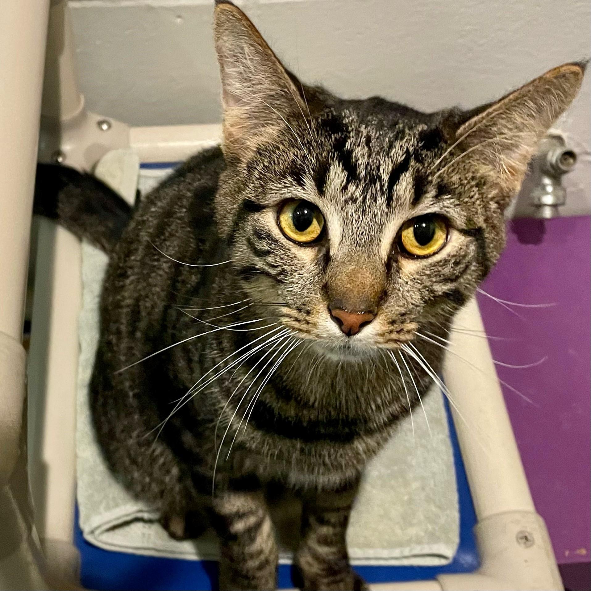 Johnny Storm, Adoptable, Adult Male Domestic Short Hair.