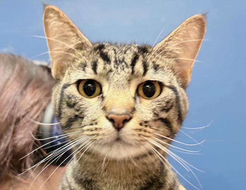 Enlarge Johnny Storm, a Adoptable Domestic Short Hair in Columbus, IN image 5/6