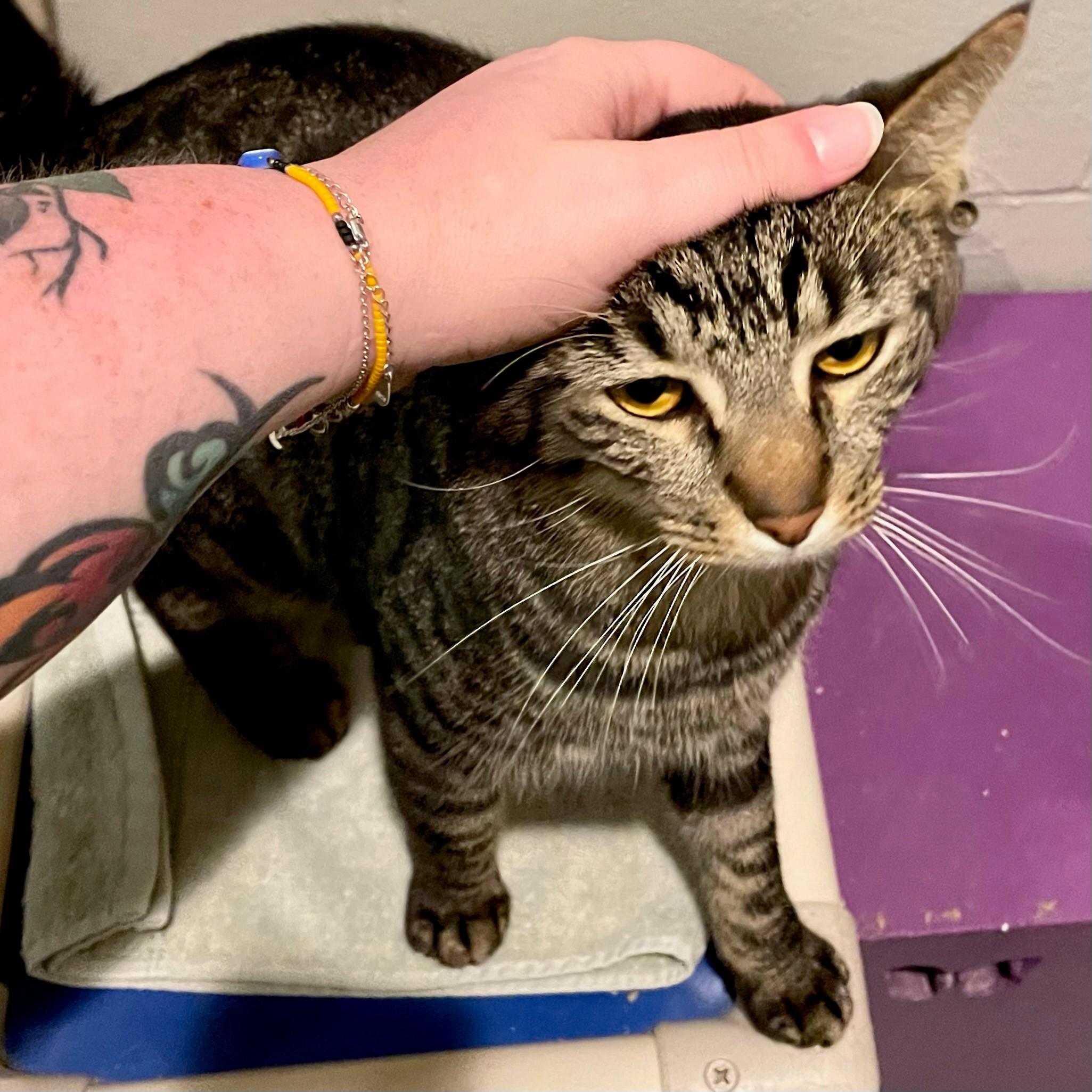 Enlarge Johnny Storm, a Adoptable Domestic Short Hair in Columbus, IN image 6/6