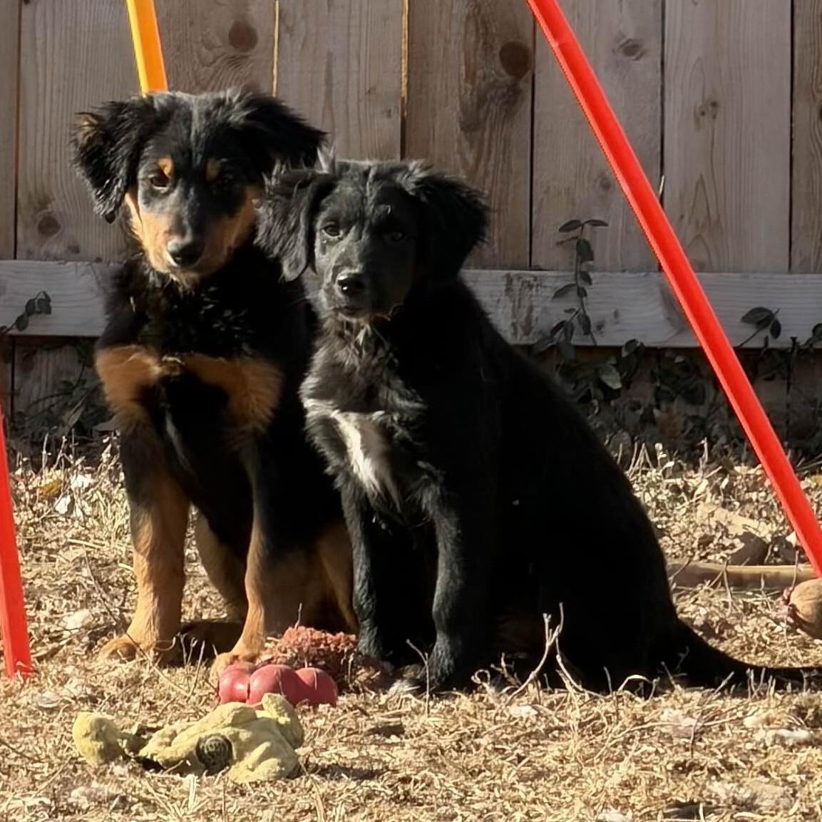 Enlarge Duck, a ADOPTABLE mixed breed in Louisburg, KS image 5/6