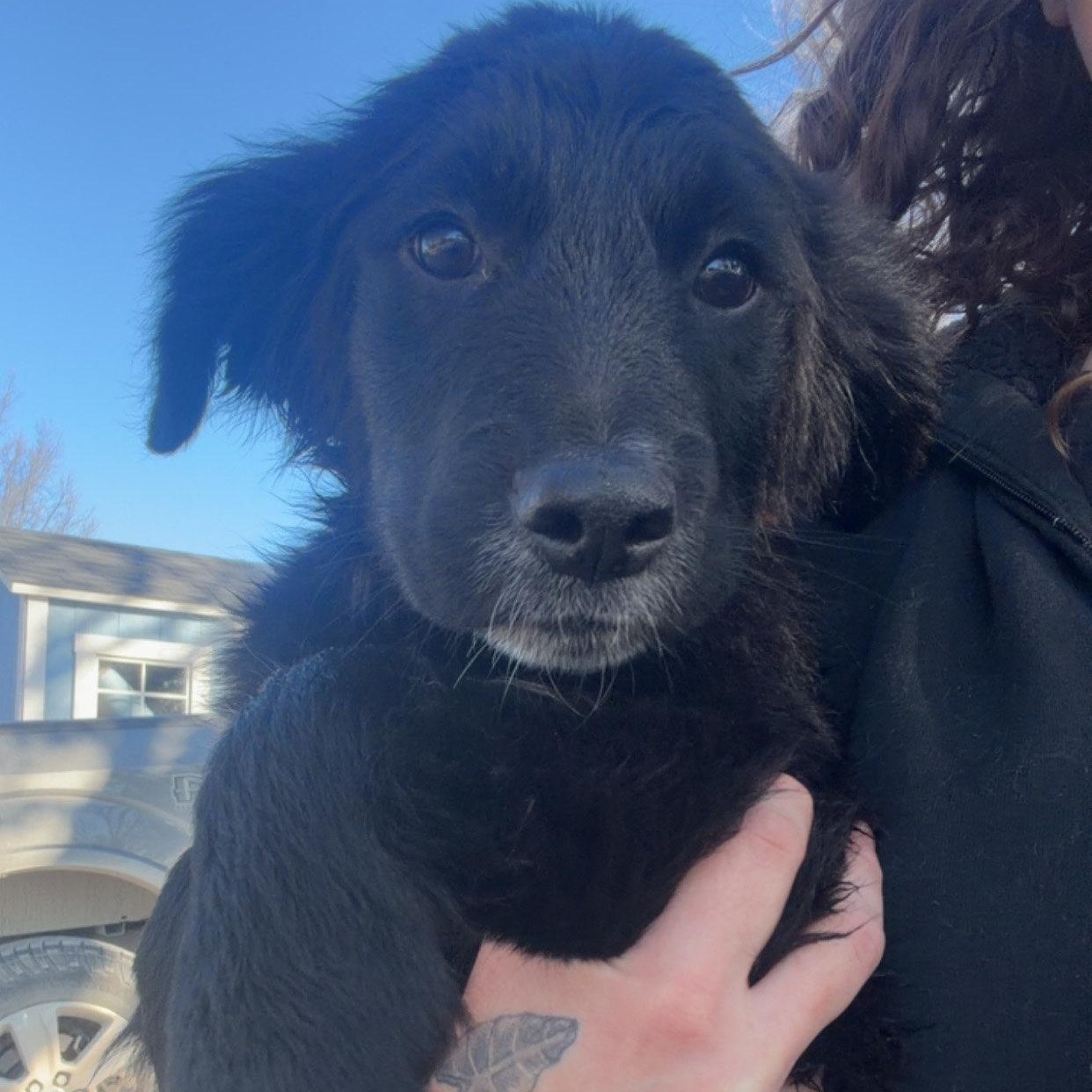 Enlarge Duck, a ADOPTABLE mixed breed in Louisburg, KS image 2/6